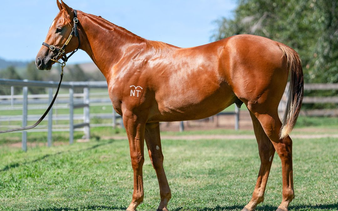Lot 1329: Written By x Queen Ablaze colt