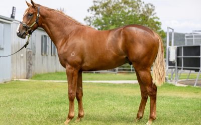 Doomben Debut Win For Anders’ Style