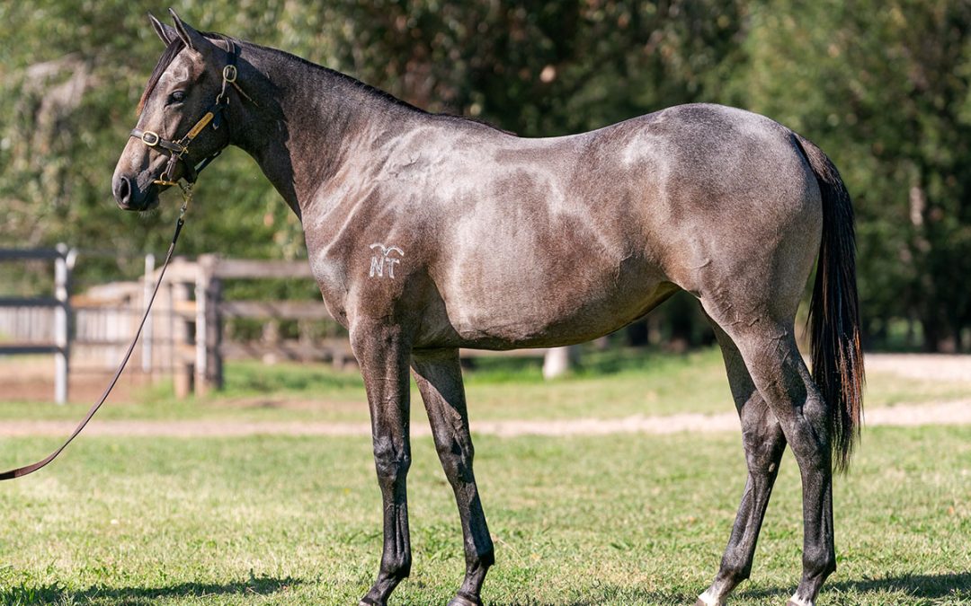 Lot 1236: Castelvecchio x Lindy Lou filly
