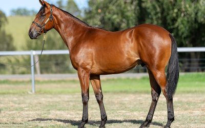 Keep Your Eye on Goodwood Farm!