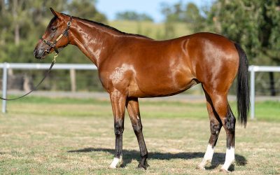 Goodwood Farm Sends Eight to Classic