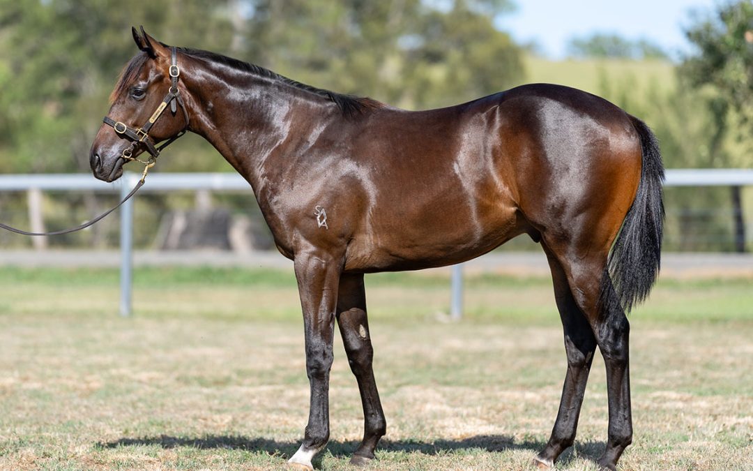 Lot 644: Brave Smash x Rock Of Diamonds colt