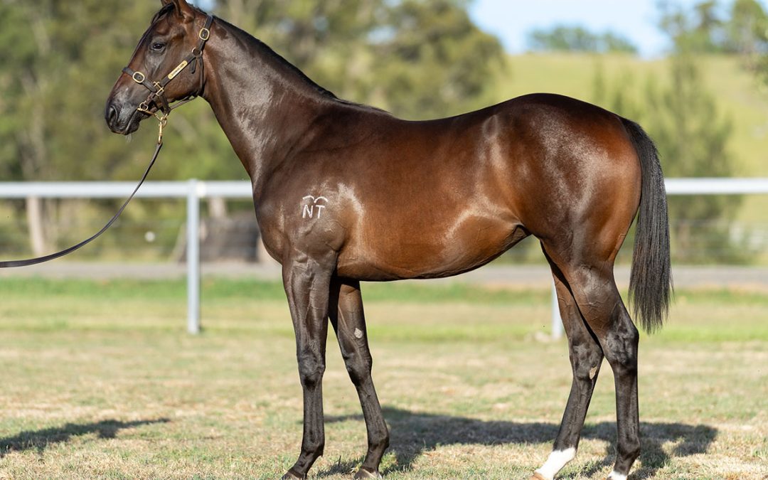 Lot 767: Harry Angel x Teeancee filly