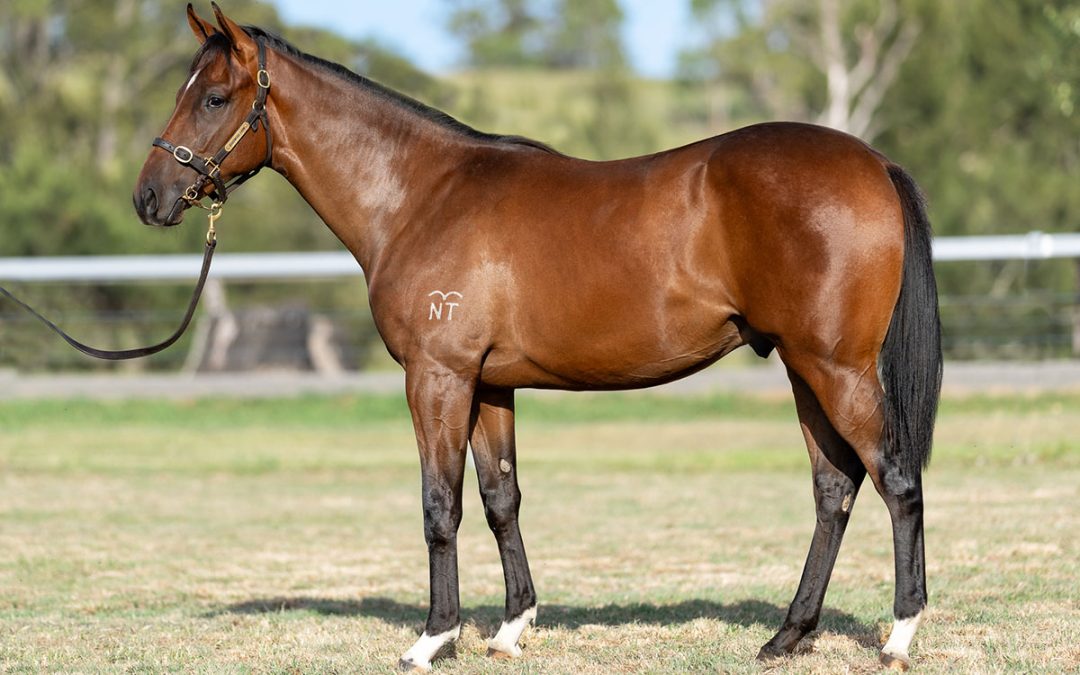 Lot 769: Astern x Tempting Lady colt