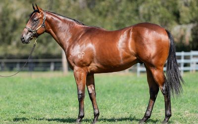 $700,000 Colt Sets New Benchmark for Written By