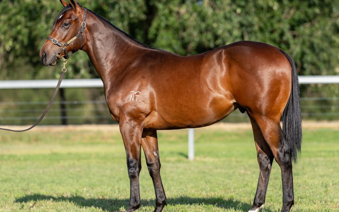 Lot 1187: Pierata x Fuchsia Rose colt