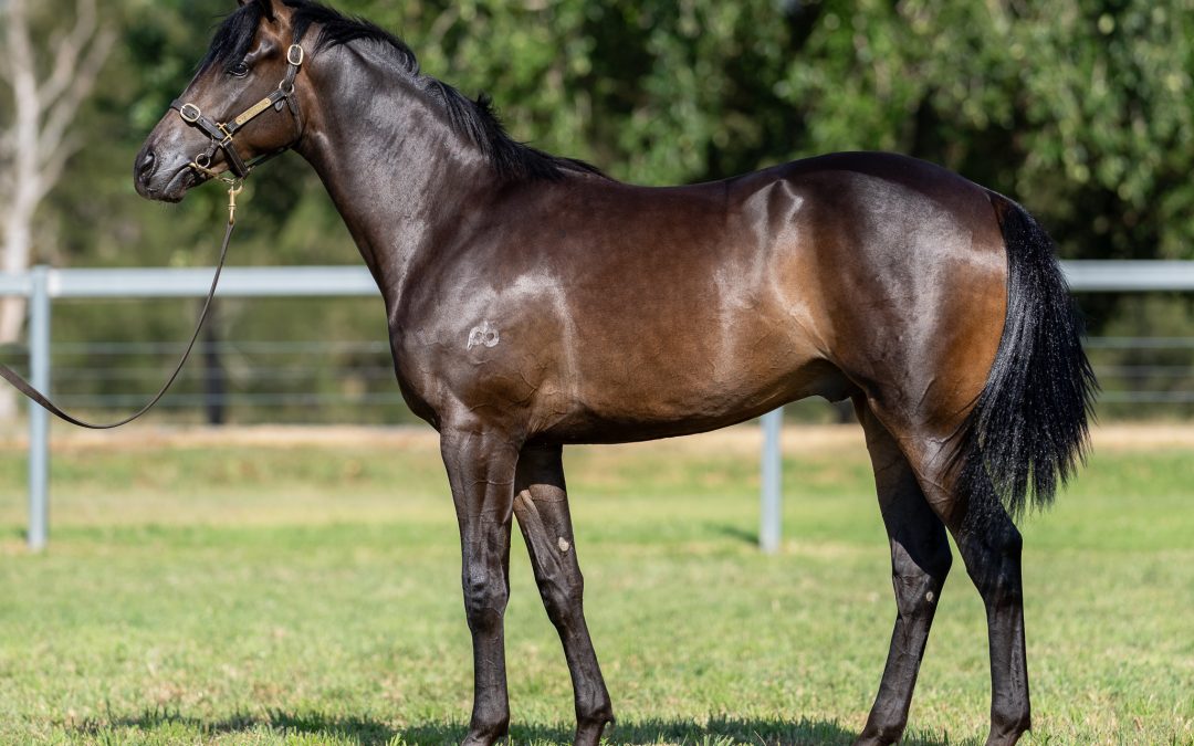 Lot 1276: So You Think x Marjoram Colt