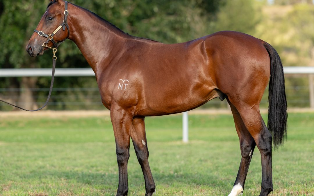 Lot 1287: Exceedance x Mileyva Colt