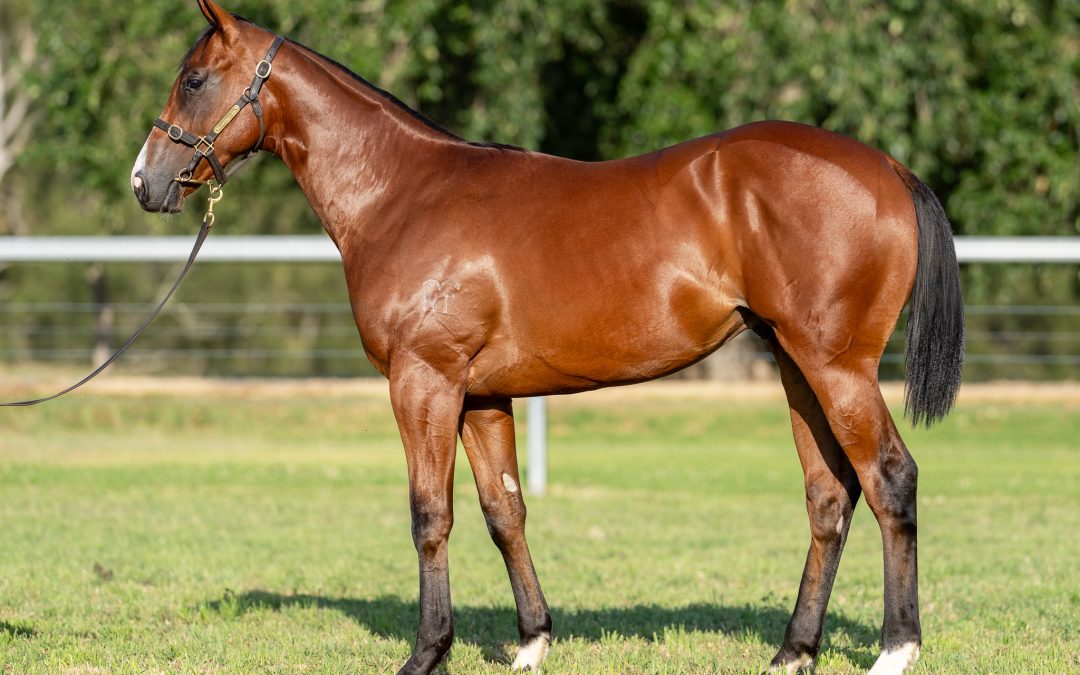 Lot 1338: Zousain x Queen Ablaze colt