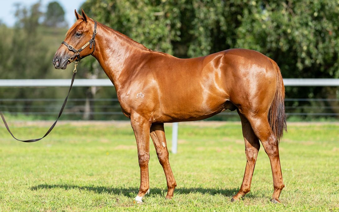 Lot 395: Written By x Lucient colt