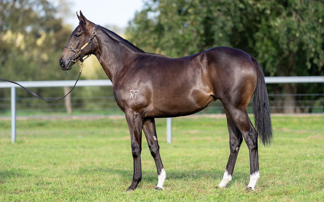 Lot 545: Zousain x Promada (NZ) filly