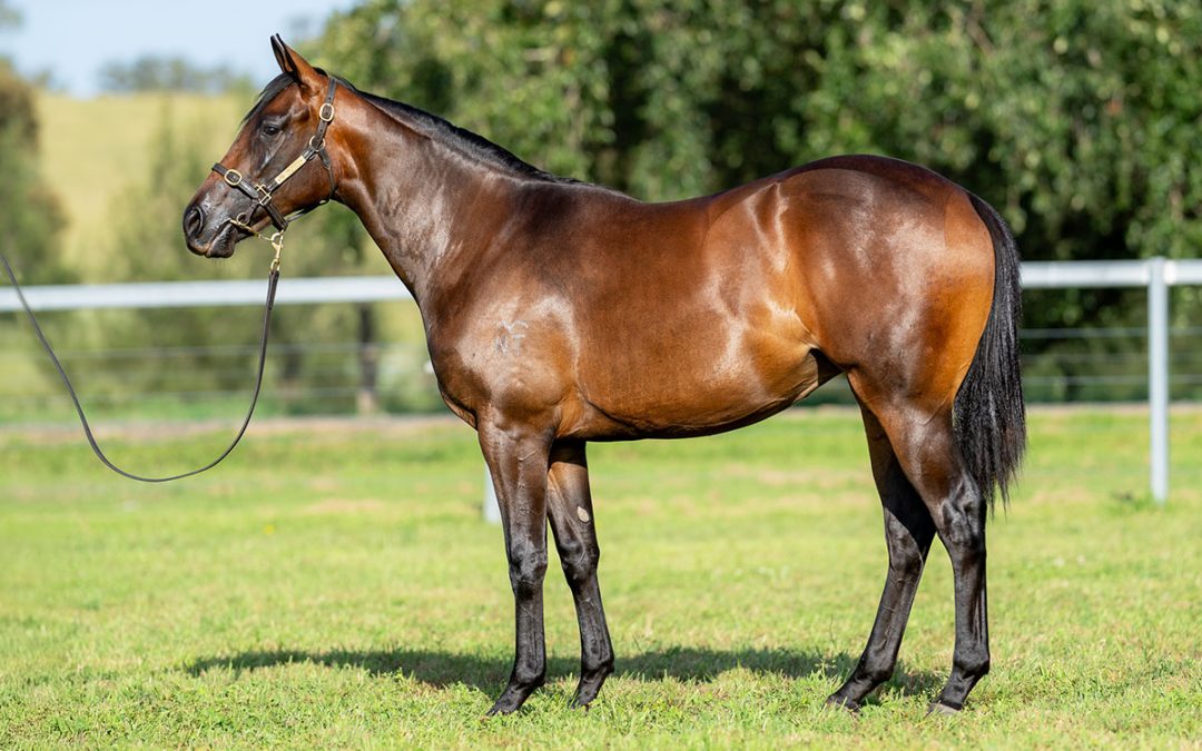 Lot 578: North Pacific x Regal Poyse filly