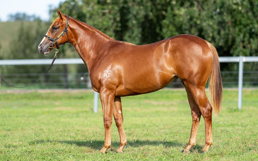 Lot 599: Farnan x Ruby La Rouge filly