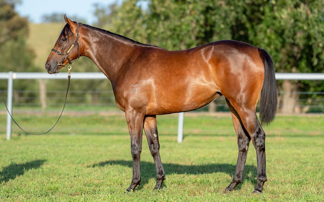 Lot 681: Farnan x Sprout filly