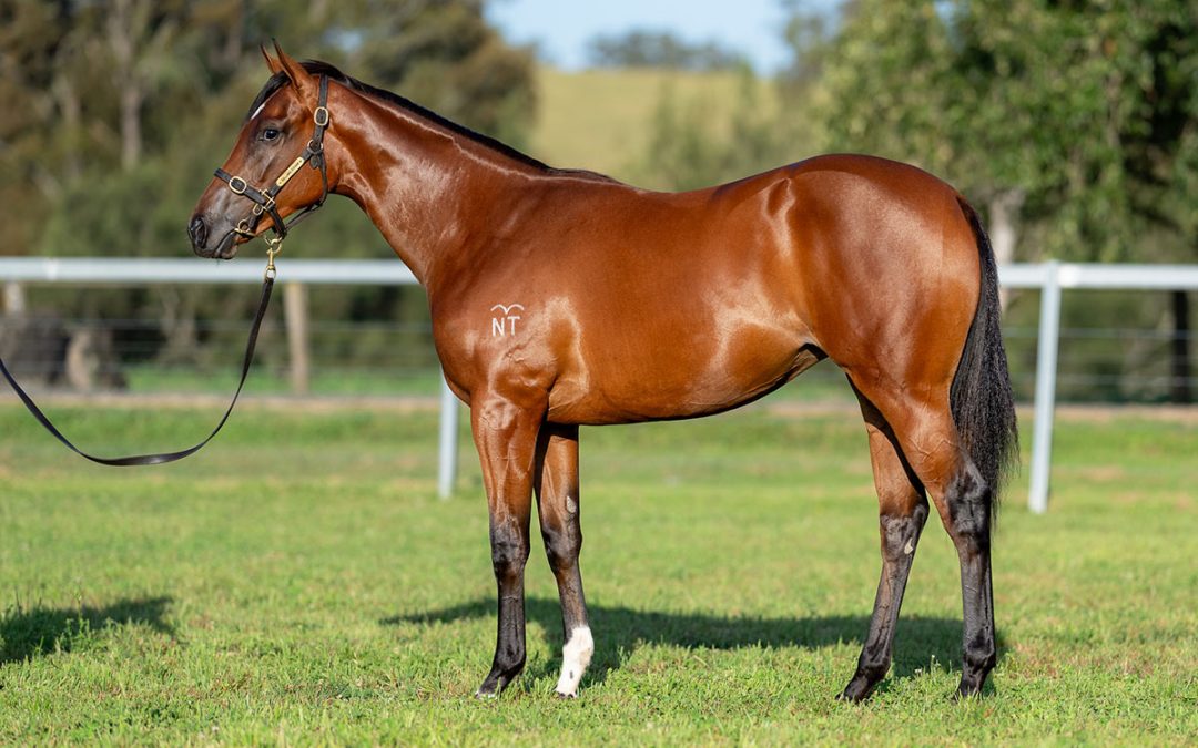 Lot 711: Hellbent x Tempting Lady filly