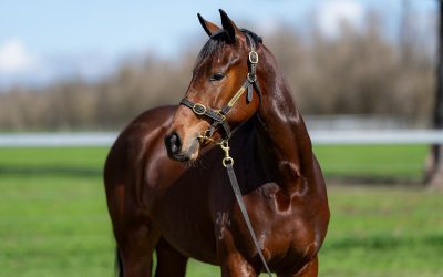 Rosehill Double Highlights Goodwood Yearlings