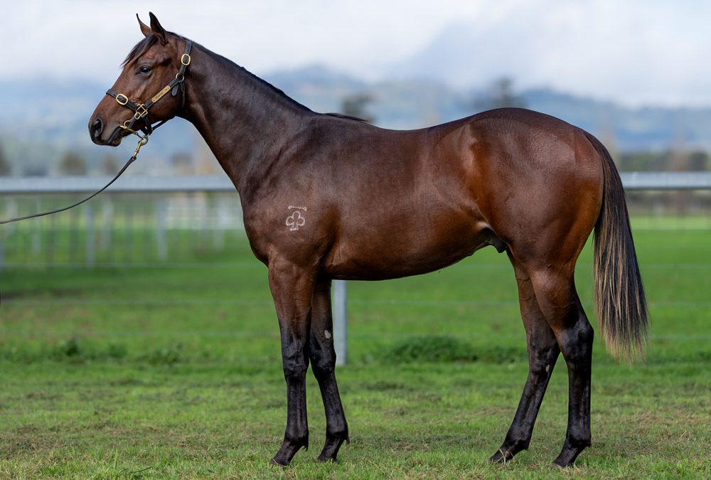 Lot 1394: Churchill x Araucaria colt