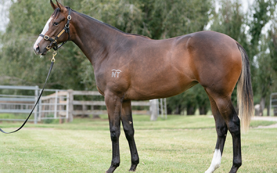 Proven Formula For In Flight’s Stakes Success