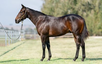 Private Eye Half-Brother King’s Secret Records First Stakes Win