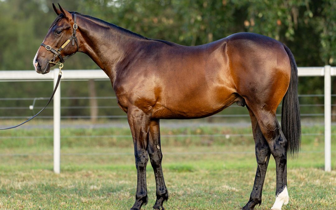 Lot 1087: Spirit Of Boom x La Fluorescent (NZ) colt