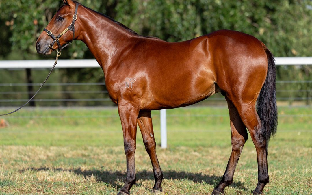 Lot 1127: Victor Ludorum (GB) x My Thousand colt