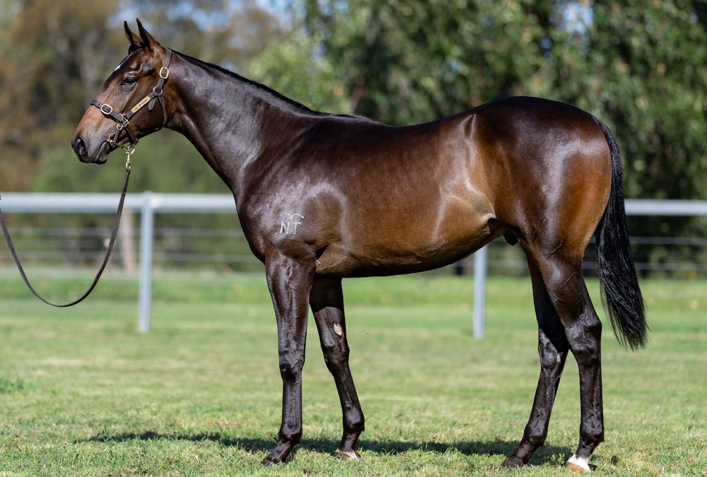 Lot 317: Portland Sky x Promada (NZ) colt
