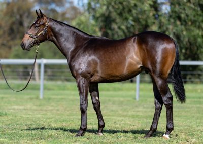 Lot 317: Portland Sky x Promada (NZ) colt