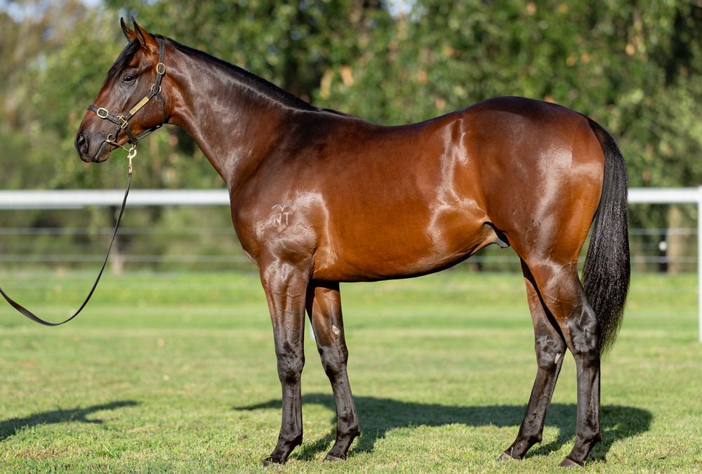 Lot 345: Pierata x Regal Poyse colt