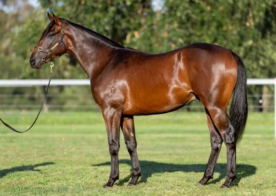 Lot 345: Pierata x Regal Poyse colt