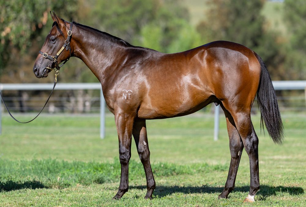 Lot 501: Captivant x Tempting Lady colt