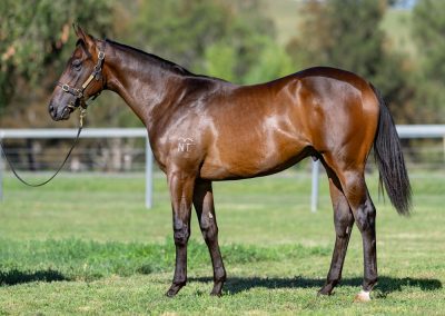 Lot 501: Captivant x Tempting Lady colt