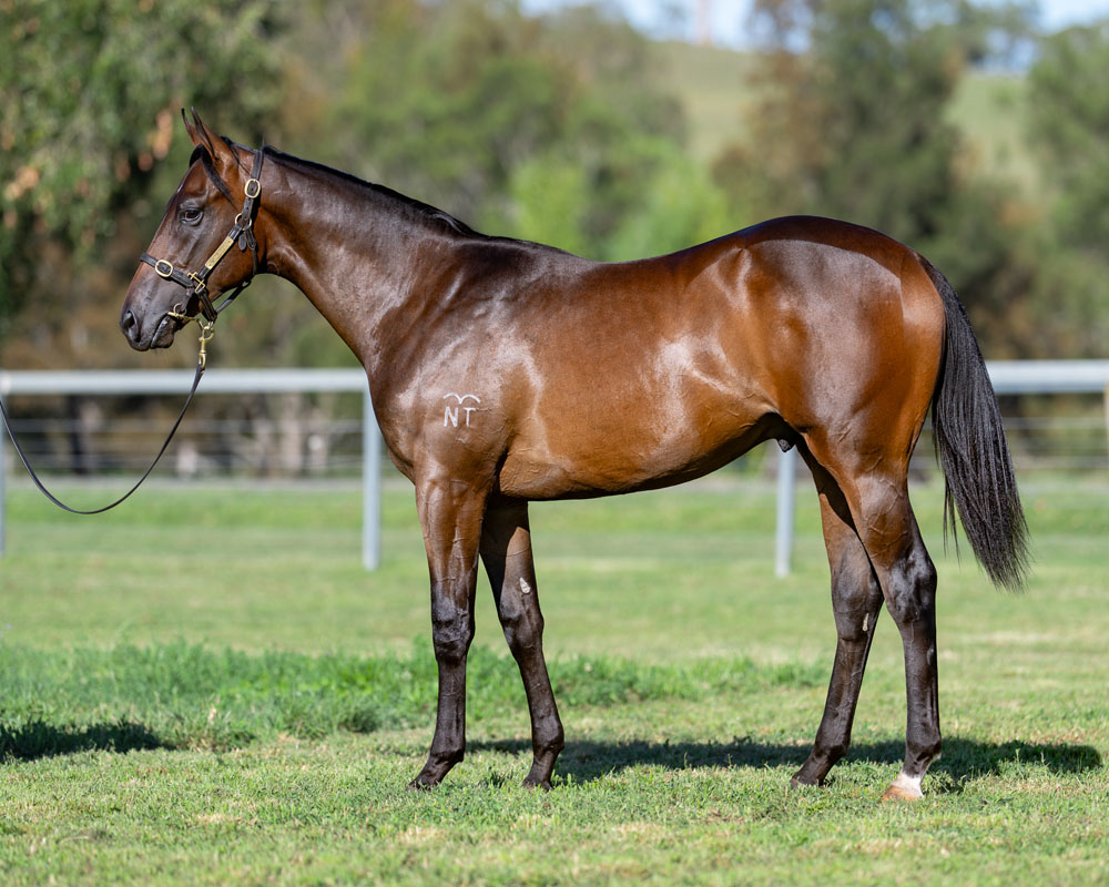 501 Captivant x Tempting Lady 24