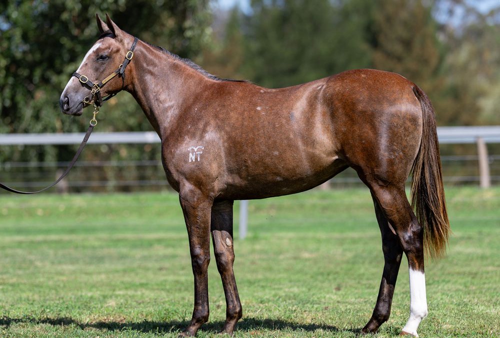 Lot 504: Tiger Of Malay x Texas Dancer filly