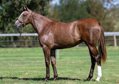 Lot 504: Tiger Of Malay x Texas Dancer filly