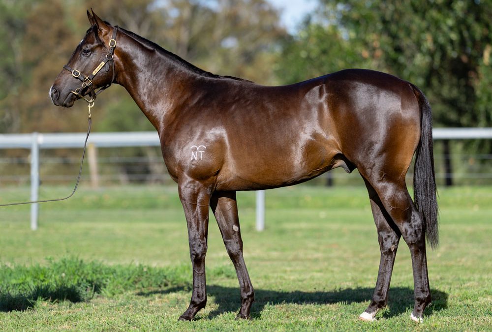 Lot 57: Harry Angel (IRE) x Harlem Shuffle colt