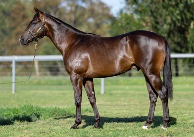 Lot 57: Harry Angel (IRE) x Harlem Shuffle colt