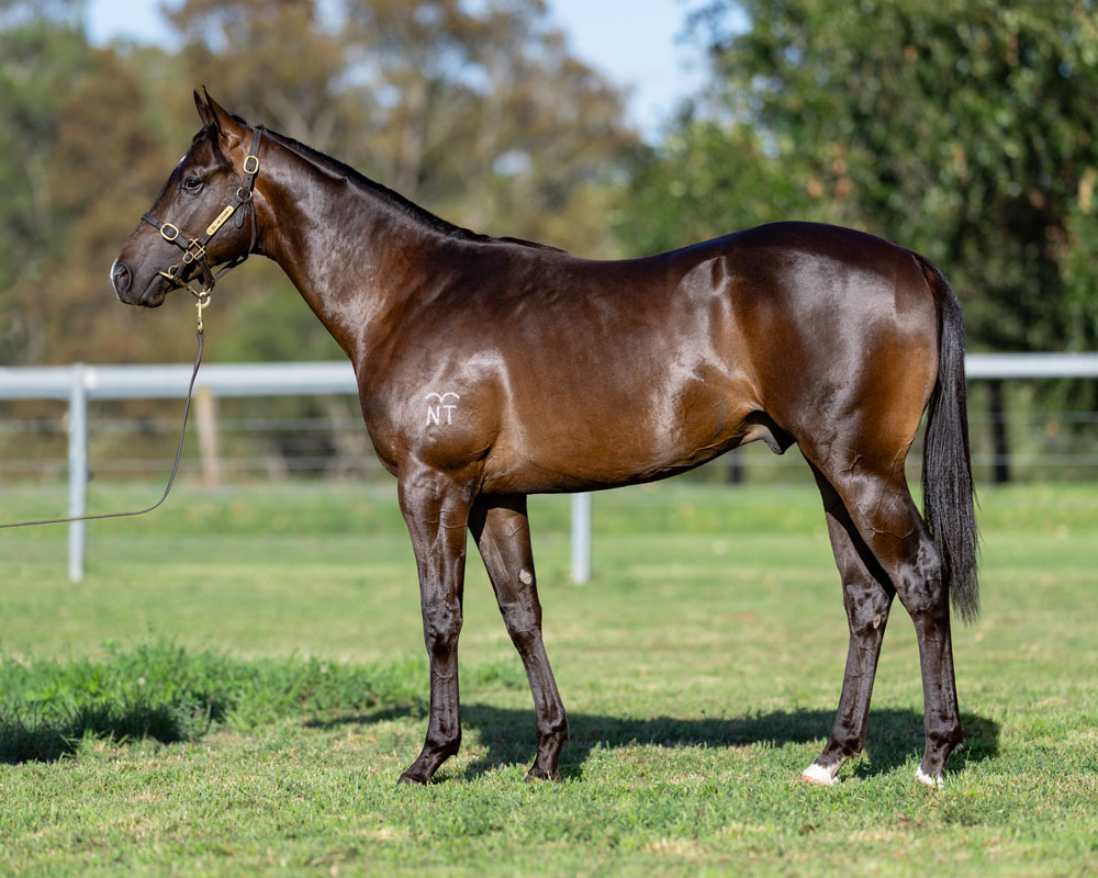 57 Harry Angel x Regal Shuffle 24