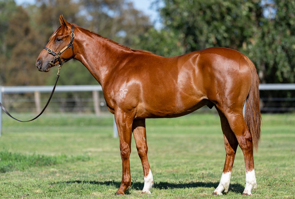 Lot 605: Pinatubo (IRE) x Zoo Station colt