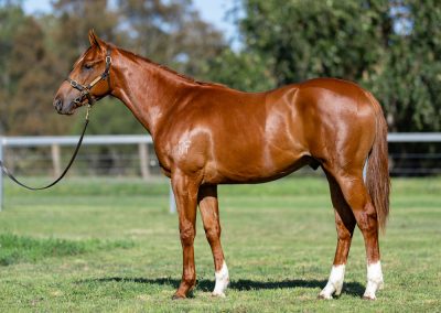 Lot 605: Pinatubo (IRE) x Zoo Station colt