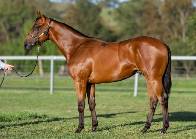 Lot 618: Written By x Ajay’s Ace (NZ) colt