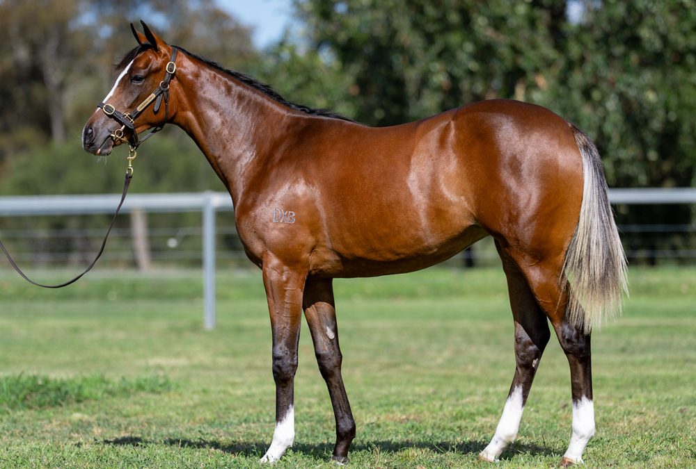 Lot 782: Dundeel (NZ) x Enood filly