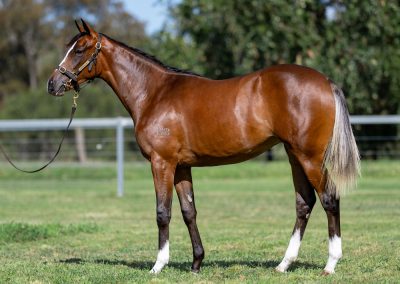 Lot 782: Dundeel (NZ) x Enood filly
