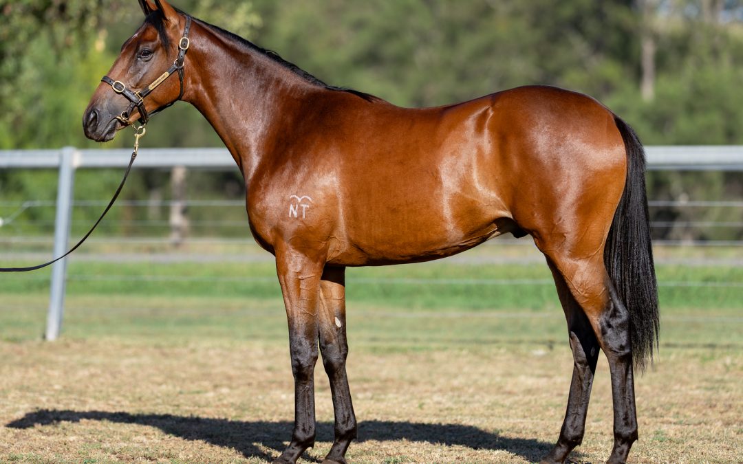 Lot 153: Tagaloa x Bengal Angel colt