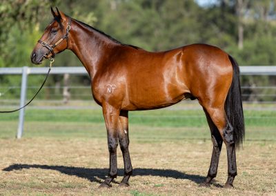 Lot 153: Tagaloa x Bengal Angel colt
