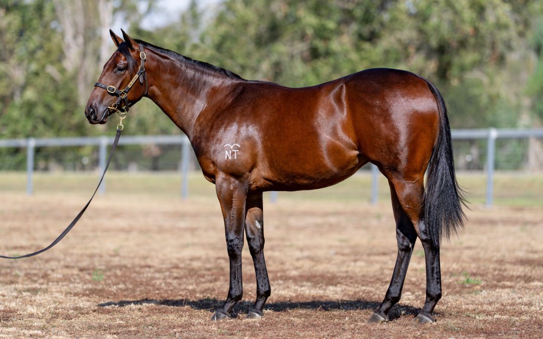 Lot 257: Anamoe x Confidential Queen filly