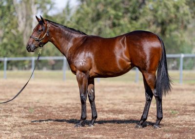 Lot 257: Anamoe x Confidential Queen filly