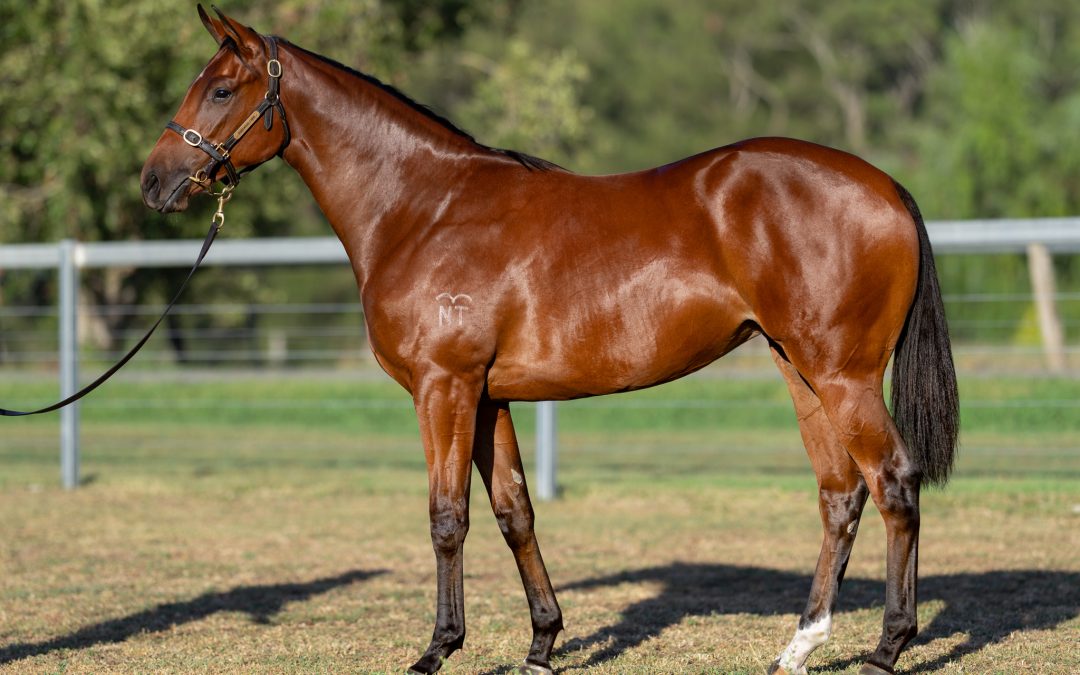 Lot 336: Dundeel (NZ) x Lorne filly