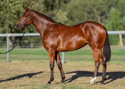 Lot 336: Dundeel (NZ) x Lorne filly