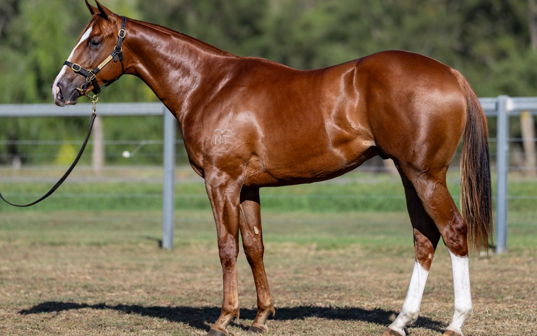 Lot 357: Showtime x Mileyva (NZ) colt