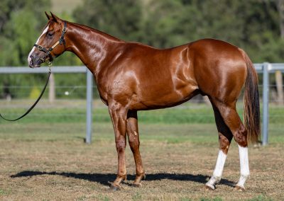 Lot 357: Showtime x Mileyva (NZ) colt